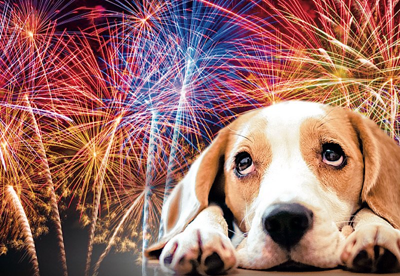 Sri Lankans urged to protect pets from fireworks