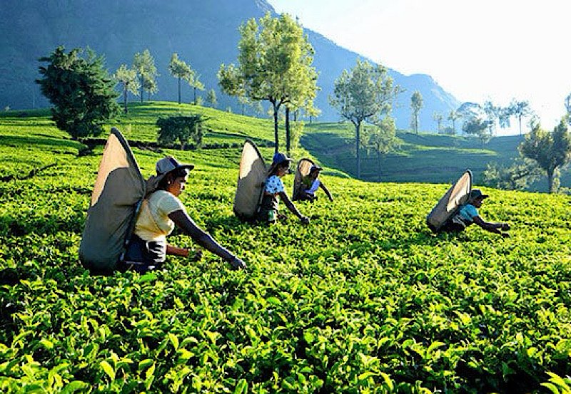 Sri Lanka to host global ISO review meeting for Tea Industry
