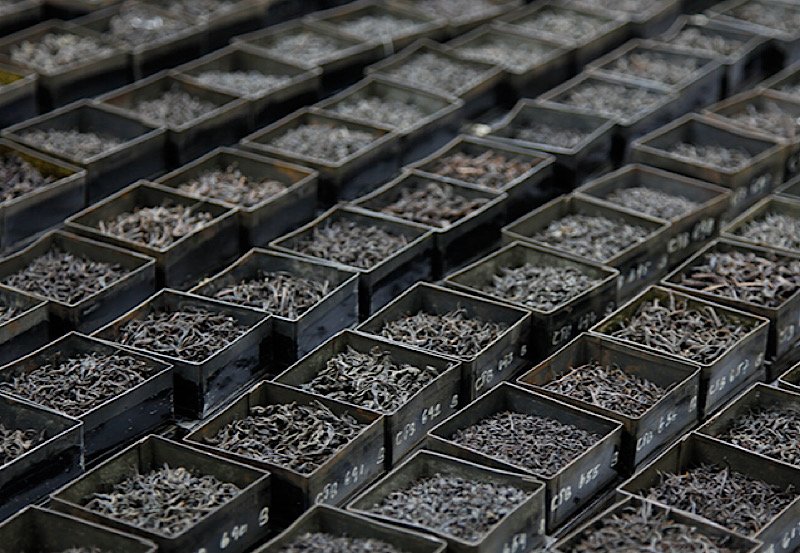 Colombo tea auction records decline in offerings
