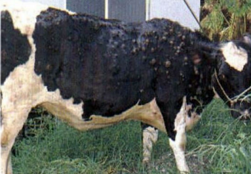 People asked to be careful over of LSD-infected cattle