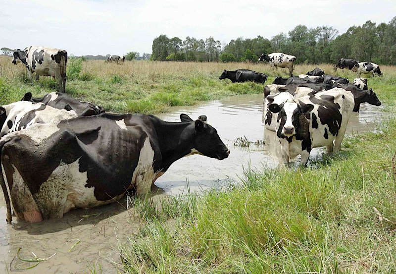 No health risk from cow measles, public assured
