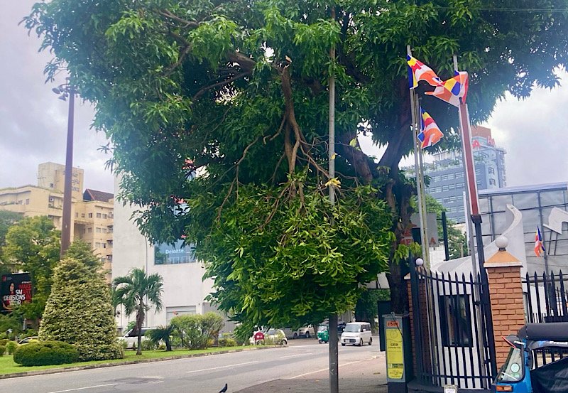 Sri Lanka to launch tree removal program in Colombo
