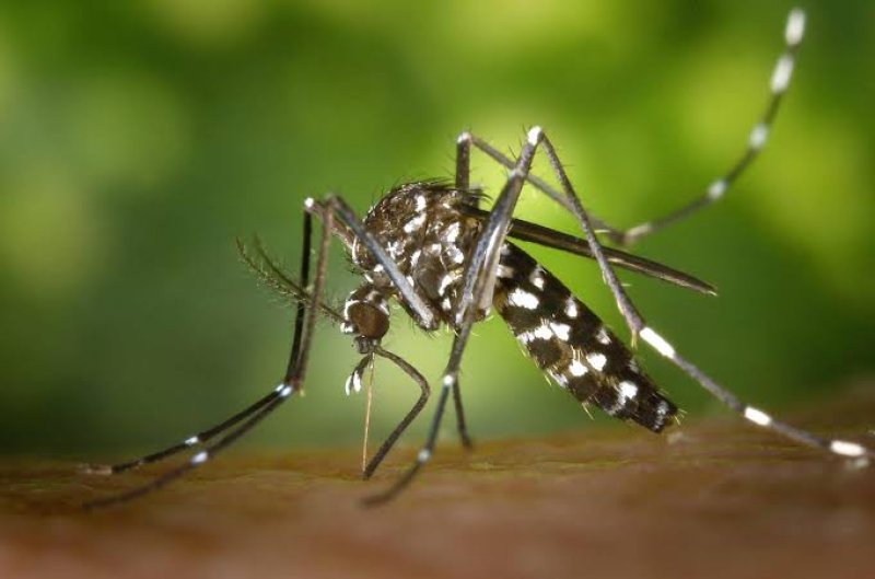 NDCU says Public Response to Dengue Prevention Inadequate 