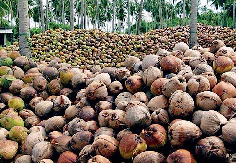 Sri Lanka sees 1.5% rise in coconut prices at recent auction