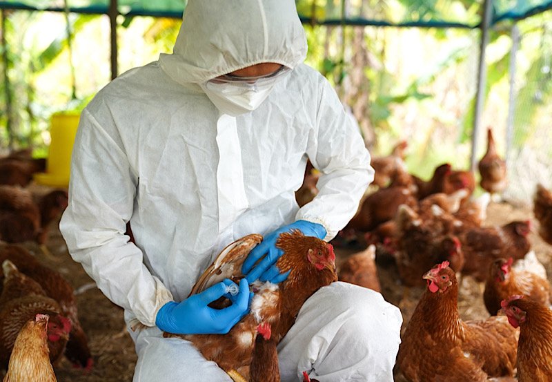 Sri Lanka bans animal imports after Bird Flu fears