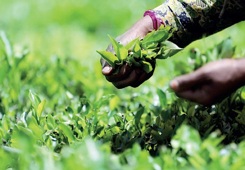 SL settles $60 Mn of fuel debt to Iran with tea exports 