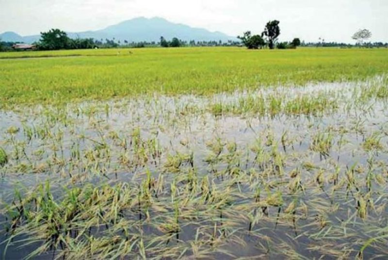  Gov Pays Rs. 12.3 Billion to Ditwah Affected Farmers
