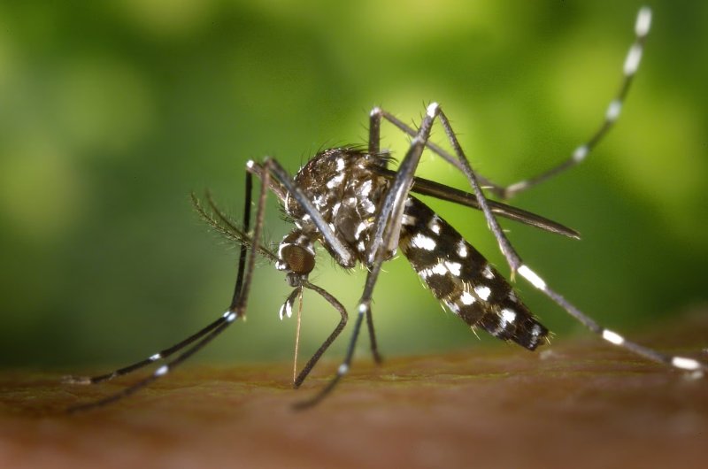 Dengue Cases Approach 70,000 Islandwide so Far