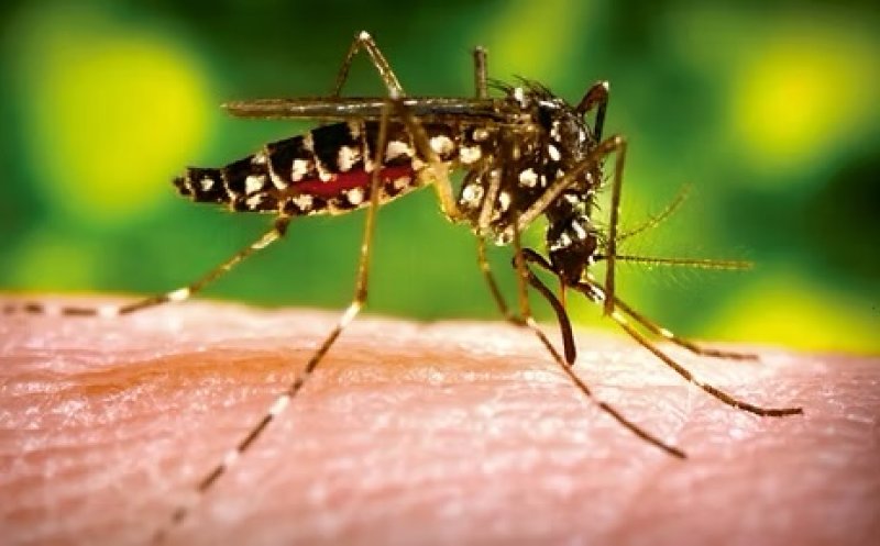 Dengue Cases Exceed 68,000 so far this Year