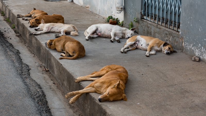 Public Urged to Take Responsibility for Stray Dogs 