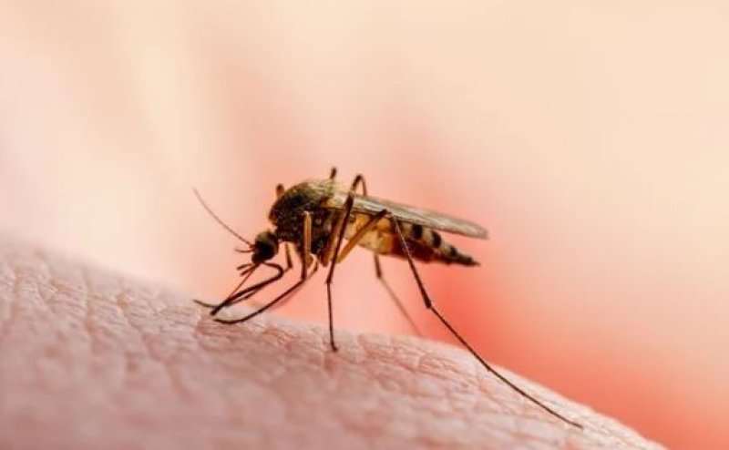 Health authorities warn travelers as imported Malaria cases
