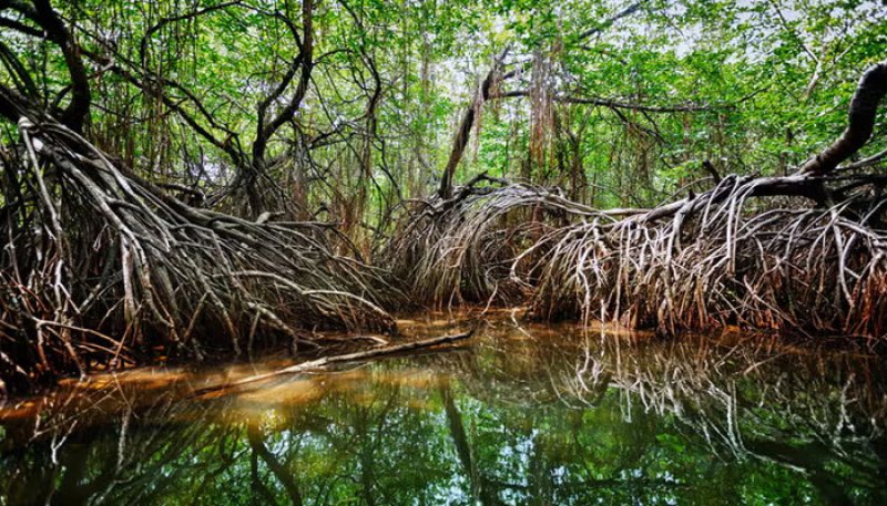 8 mangrove sites to be declared protected forest reserves