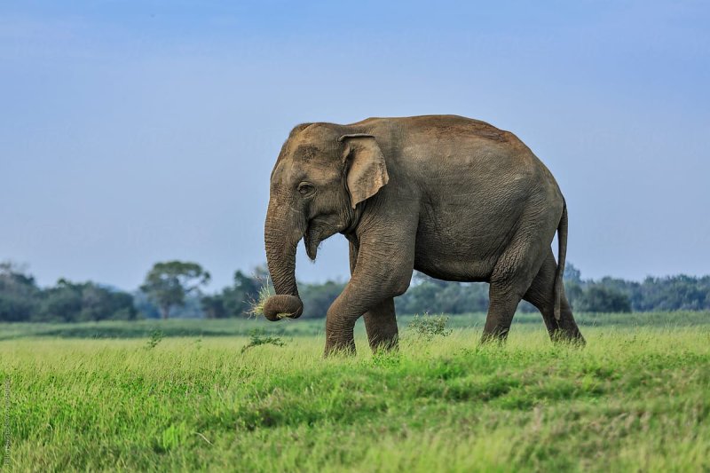Two Wild Elephant Attacks Reported in Anuradhapura 