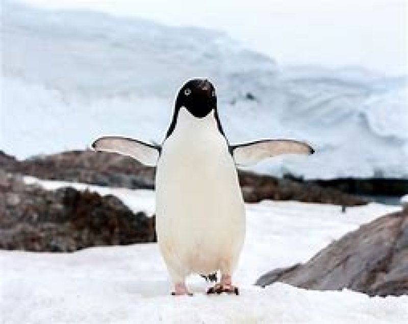Climate change: Thousands of penguins die in Antarctic 