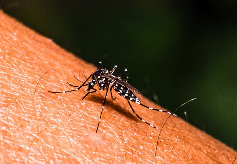 Dengue cases in Sri Lanka top 76,000