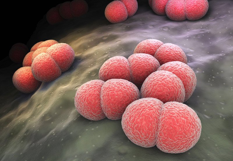 Only two cases of Meningococcal infections: Health Ministry