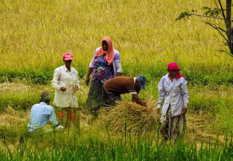 Pledge Loan Scheme introduced to support paddy mill owners