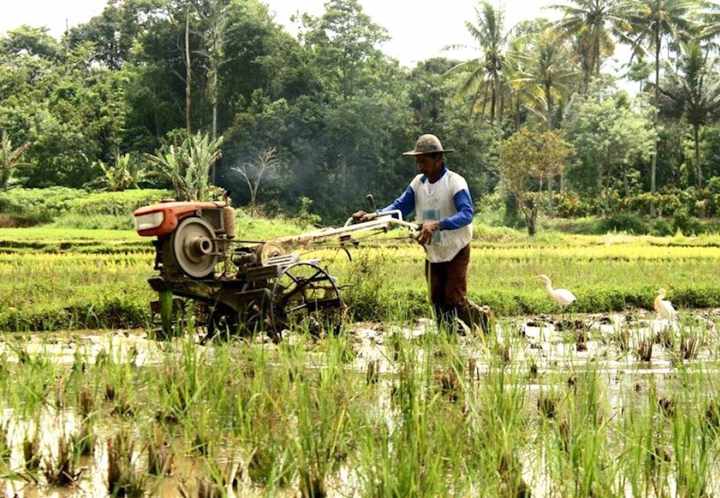 Compensation assured for weather-hit farmers