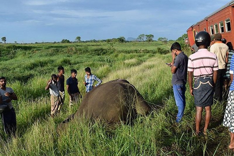 Four elephants killed in train collision