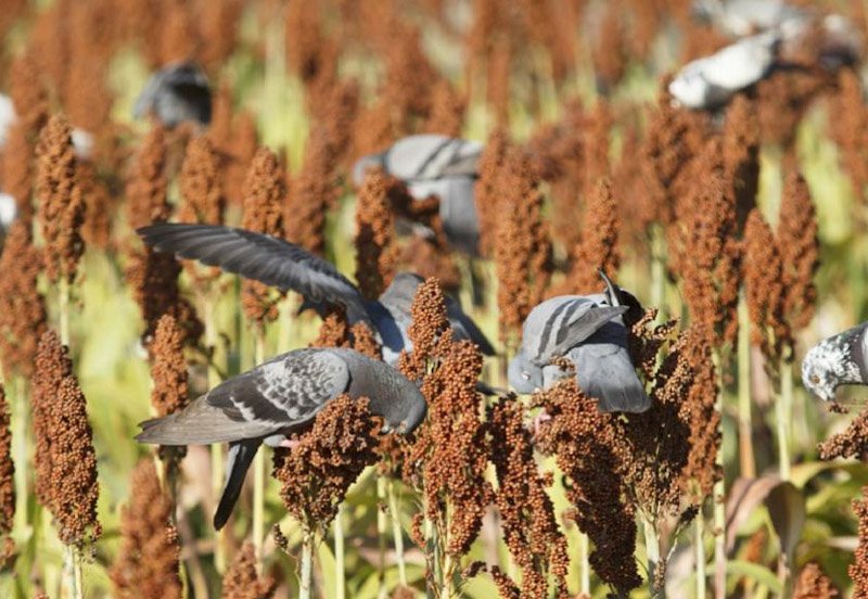 Crop damage by animals in SL causes Rs. 20 bn loss