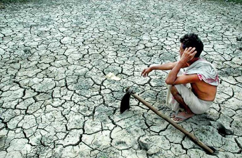 Paddy of 37,101 acres belonging to 32,967 farmers destroyed