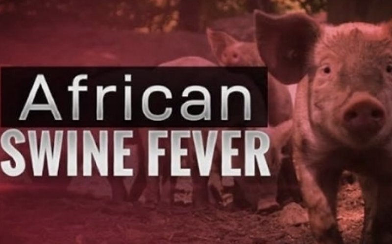 Gazette issued to curb spread of African Swine Fever