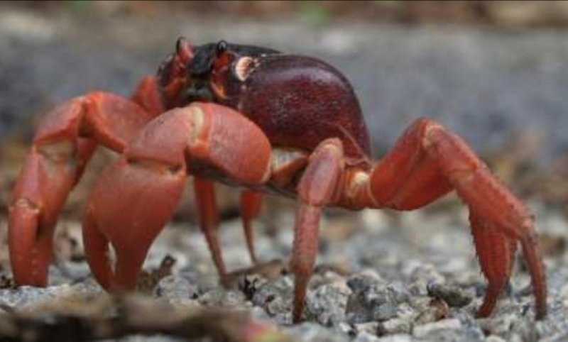 Millions of red crabs begin annual migration