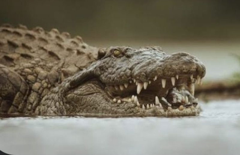 Crocodile attack suspected after severed head found