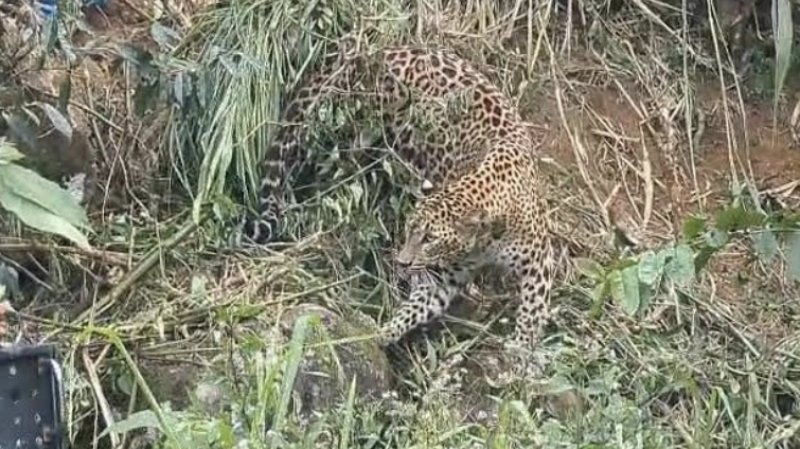 Mountain leopard trapped in Nuwara Eliya tea estate