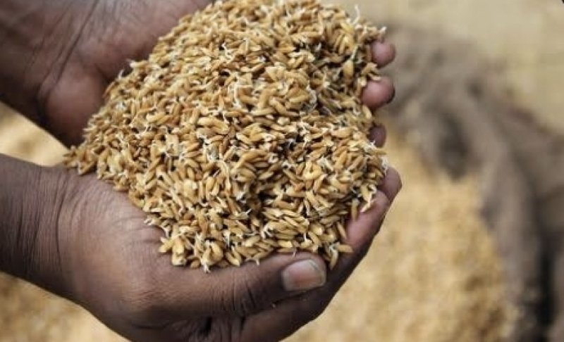Insurance scheme introduced for seed paddy cultivation