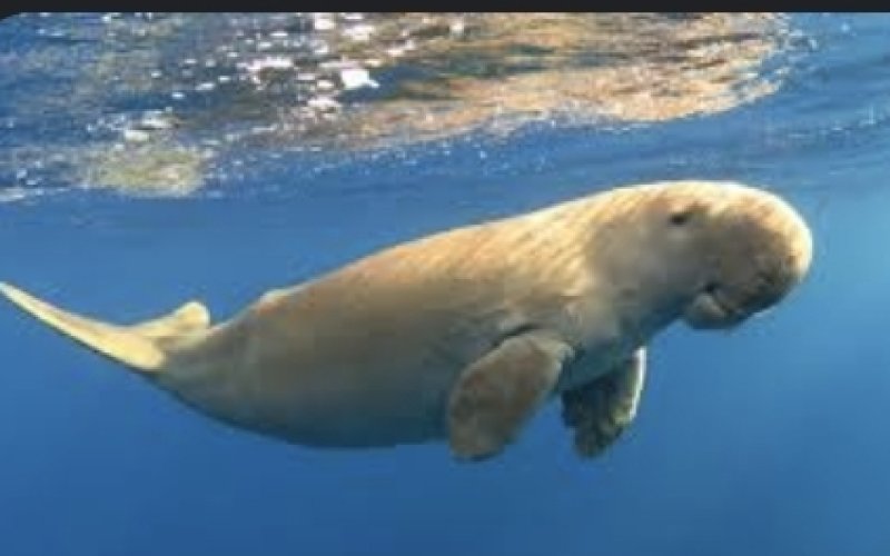 Fishermen encounter critically endangered Dugong