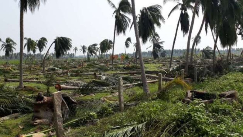 Farmers to receive Rs. 10,000 per coconut tree after Cyclone