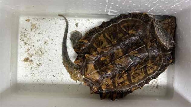 Suspect nabbed with six illegally imported turtles