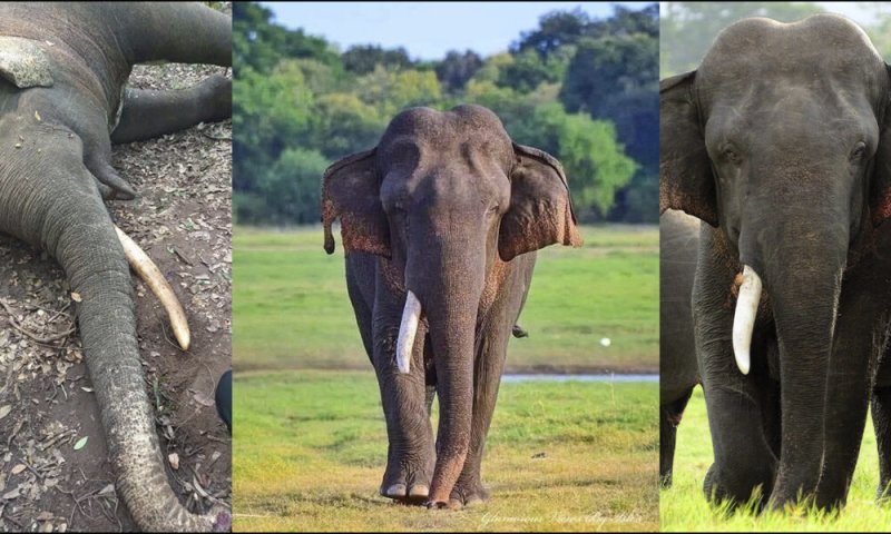 Iconic Tusker 'Unicorn' Found Dead in Minneriya Park