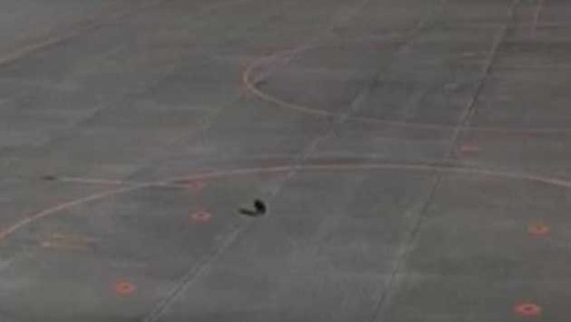 Bear runs onto airport tarmac, halting flights