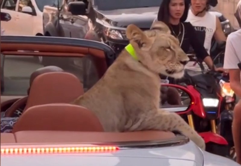 Thai police to charge Sri Lankan over pet lion joyride