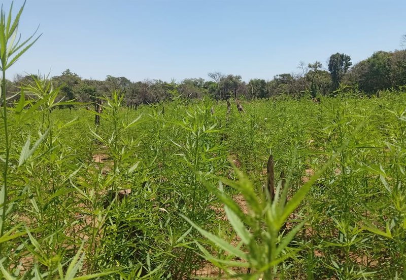 Police and Army raid Rs. 50 Mn cannabis farm in Udawalawa