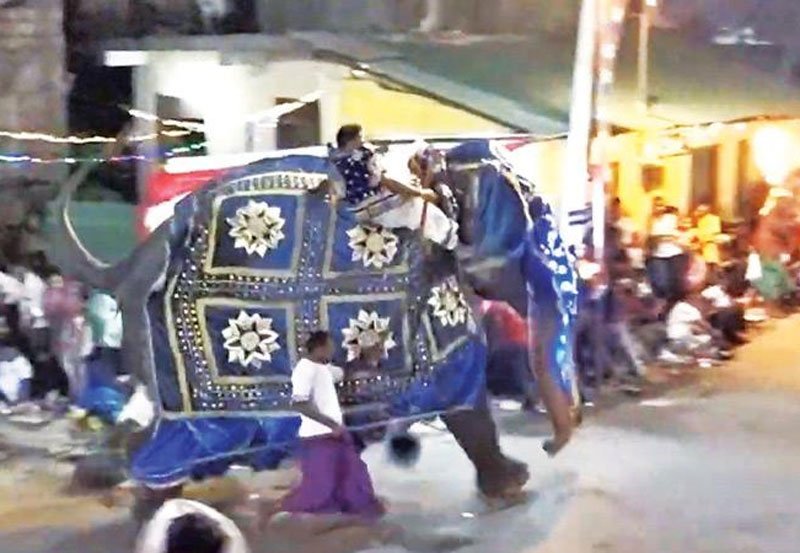 Elephant rampage injures 13 at Ruhunu Kataragama perahera