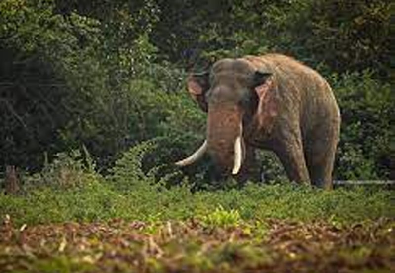 Four arrested for photographing Tusker Agbo with drone