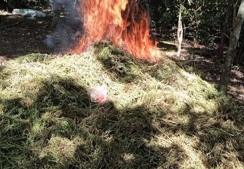Over 1,500 kgs of cannabis sized in joint raid in Yala