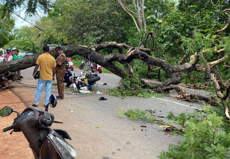 Tree falls on police officers' motorbike