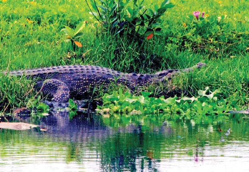 Crocodiles spark panic in Colombo 15