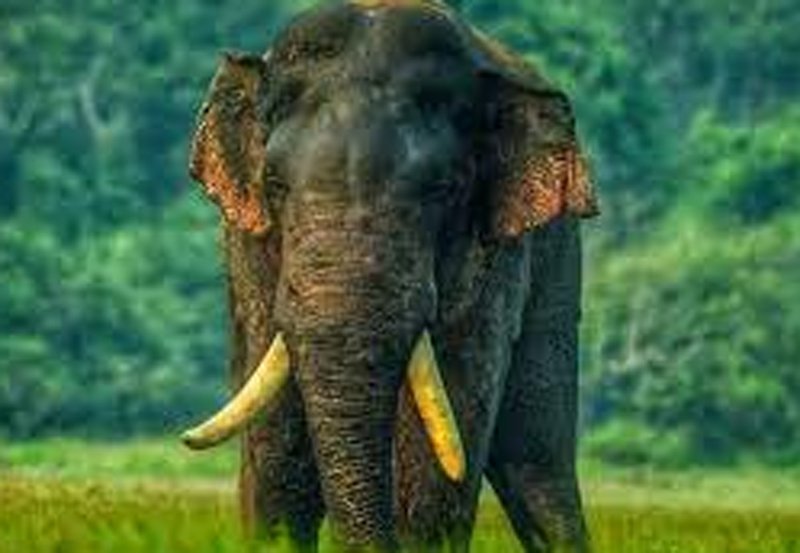 Tusker 'Agbo' in critical condition after second shooting