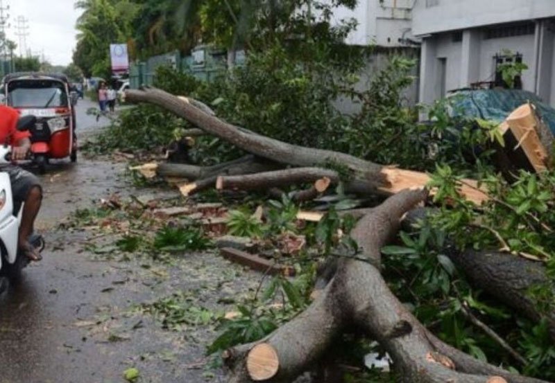 Colombo reports 59 tree falls amid heavy rains