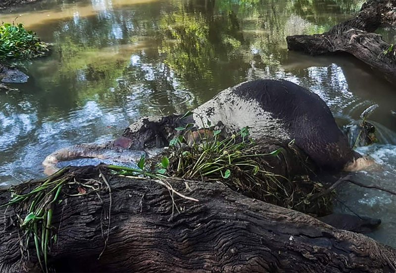 Seven young elephants drown in Sri Lanka