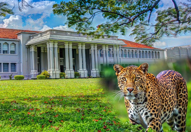 Safety notice issued over leopards at Peradeniya University 