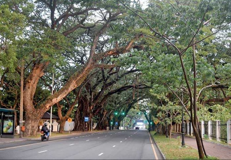 Hotline Nos to report high risk trees