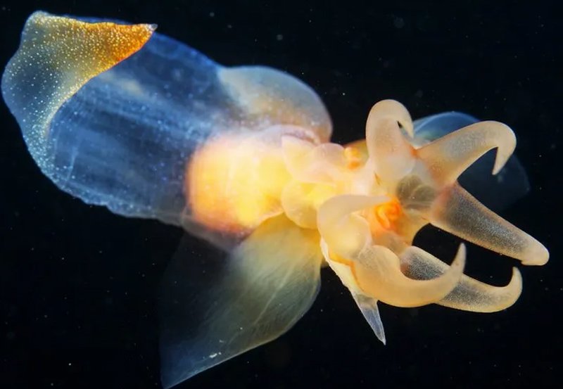 Norway to approve controversial deep-sea mining