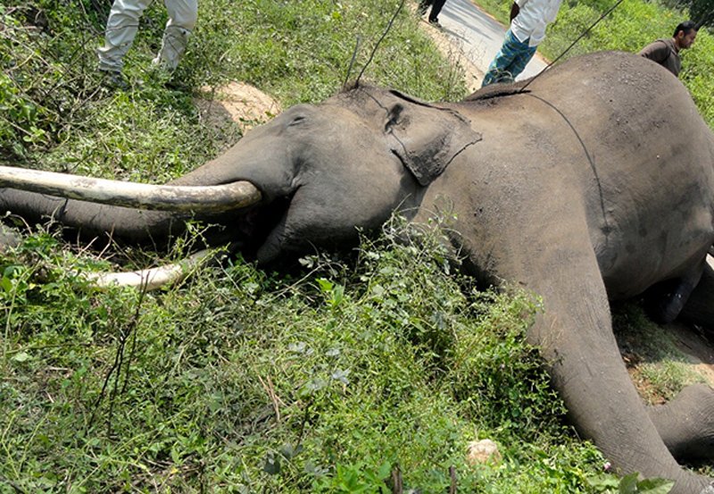 298 elephants electrocuted since 2018 in Sri Lanka