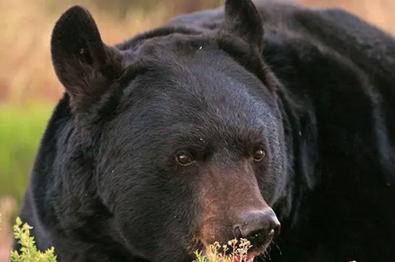 Five injured in bear attack in Polonnaruwa